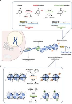 Frontiers | Metabolism And Epigenetic Interplay In Cancer: Regulation ...